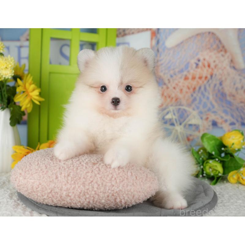 販売中の千葉県のポメラニアン-426217の5枚目