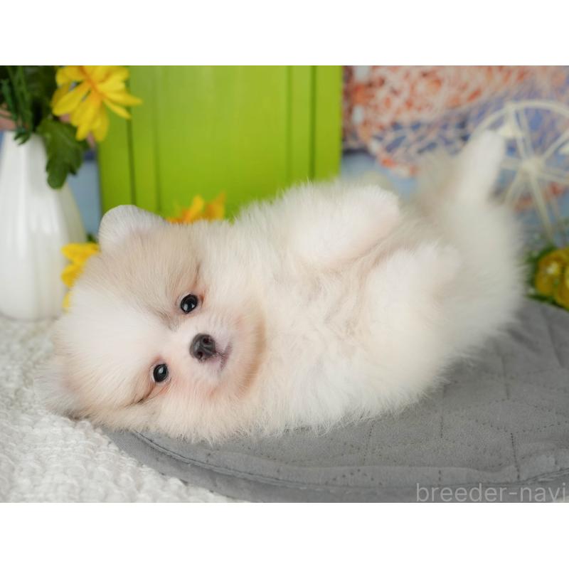 販売中の千葉県のポメラニアン-426217の4枚目