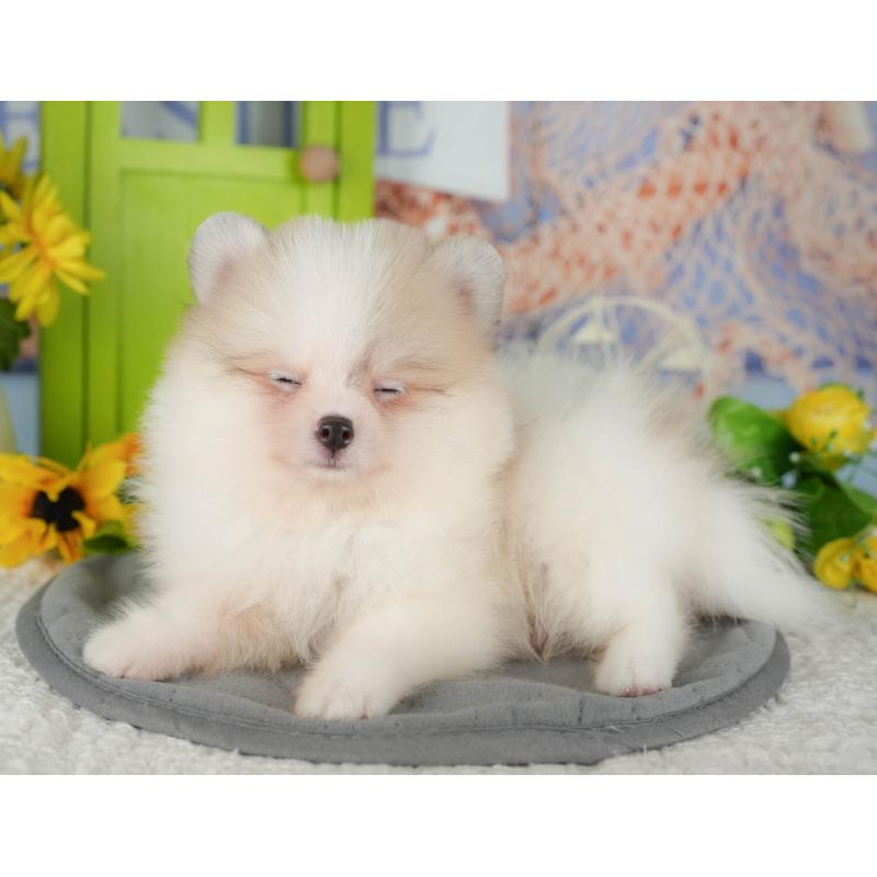 販売中の千葉県のポメラニアン-426217の3枚目