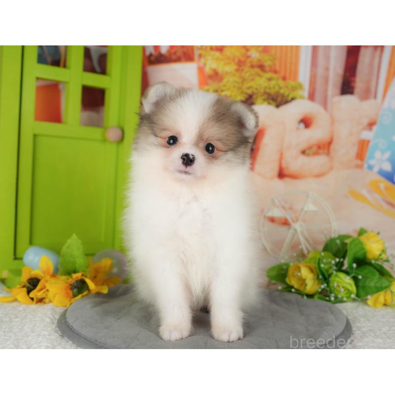 販売中の千葉県のポメラニアン-426215の1枚目