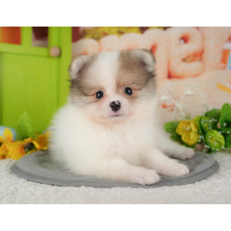 販売中の千葉県のポメラニアン-426215の11枚目