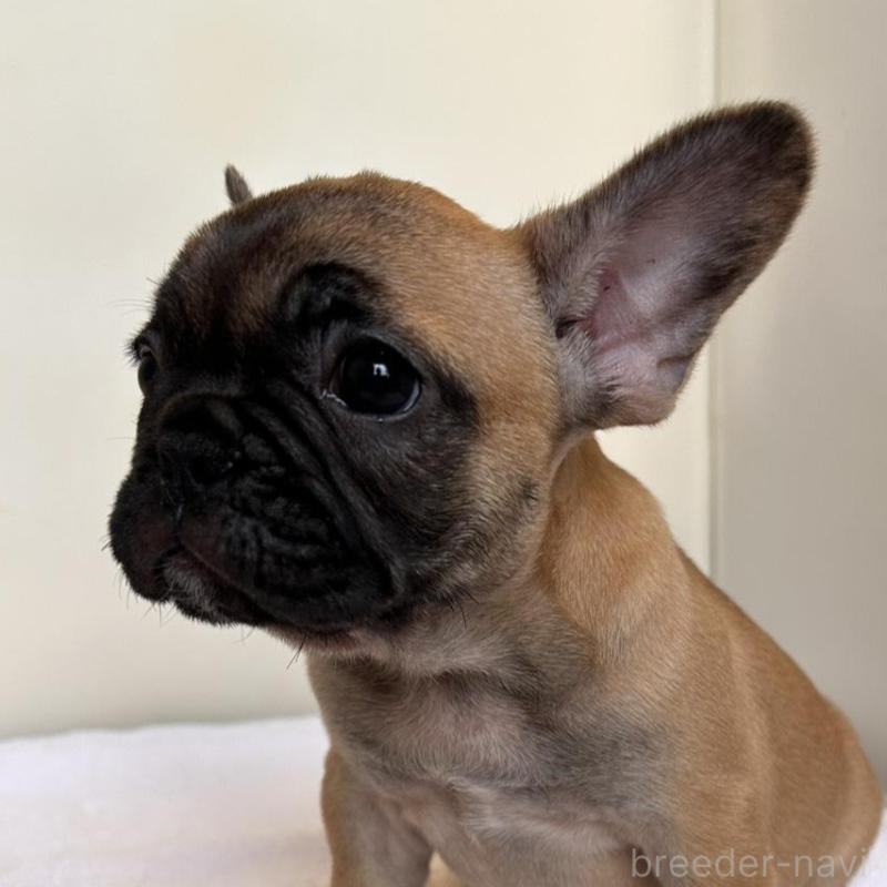 成約済の東京都のフレンチブルドッグ-420068の9枚目