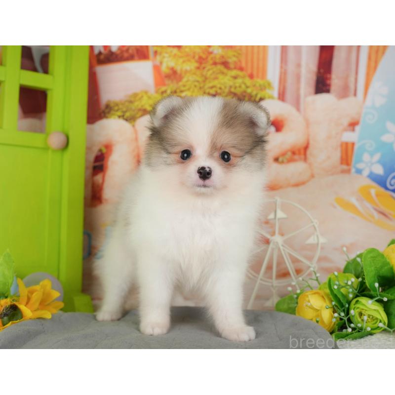 販売中の千葉県のポメラニアン-426215の10枚目