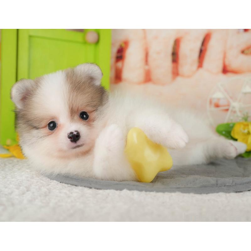 販売中の千葉県のポメラニアン-426215の9枚目