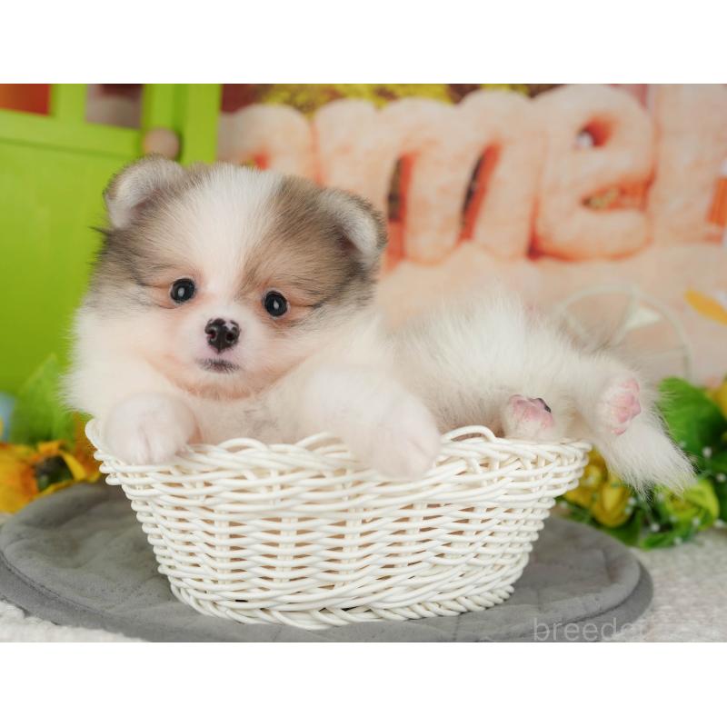 販売中の千葉県のポメラニアン-426215の8枚目