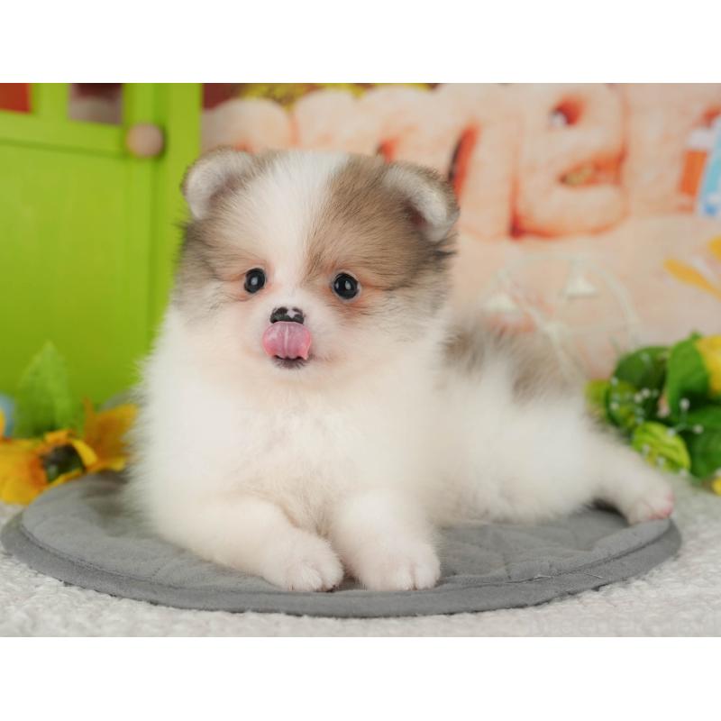 販売中の千葉県のポメラニアン-426215の7枚目