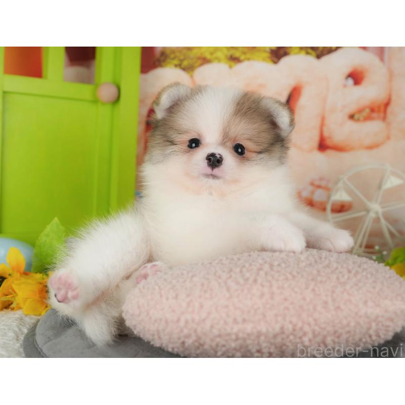 販売中の千葉県のポメラニアン-426215の6枚目