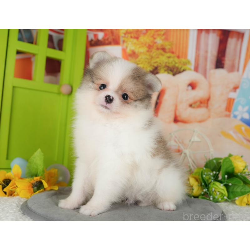 販売中の千葉県のポメラニアン-426215の5枚目