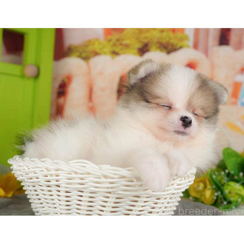 販売中の千葉県のポメラニアン-426215の4枚目