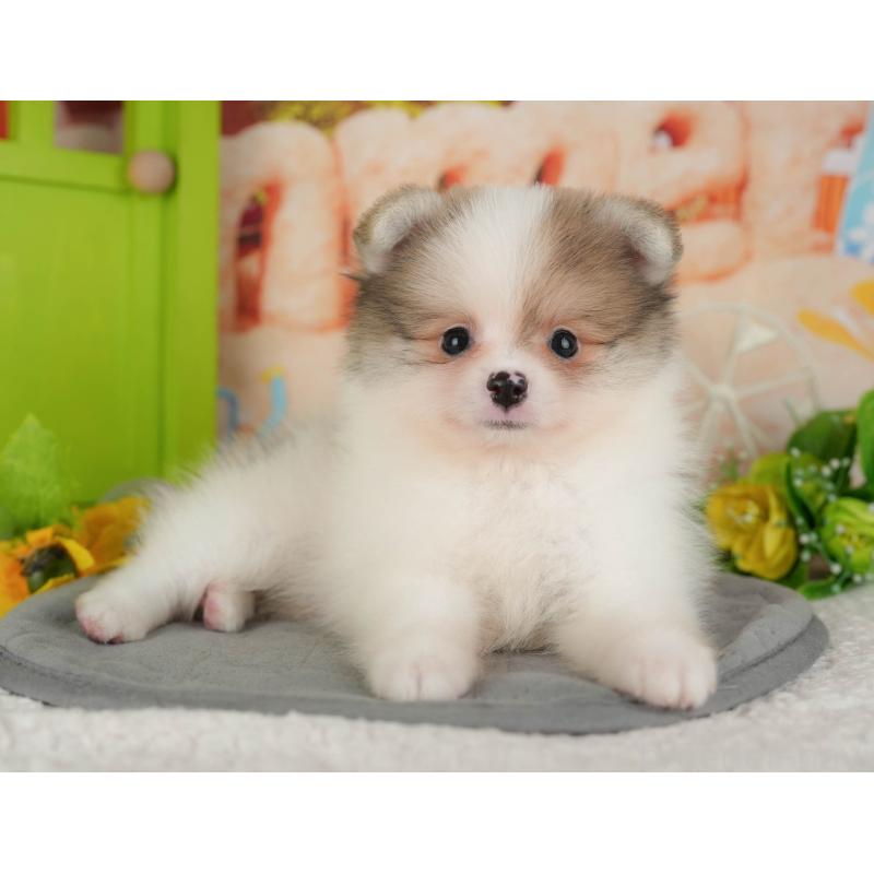 販売中の千葉県のポメラニアン-426215の3枚目