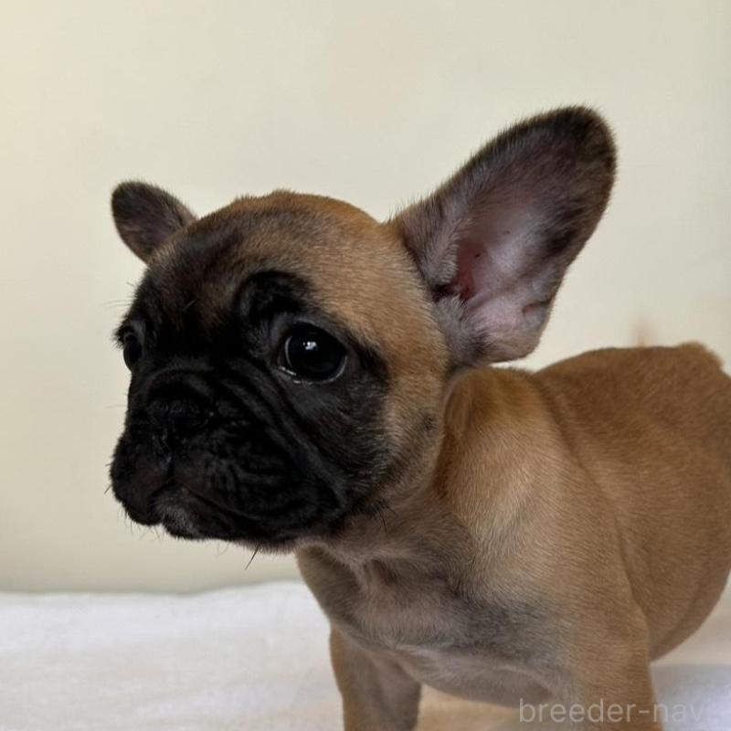 成約済の東京都のフレンチブルドッグ-420068の1枚目