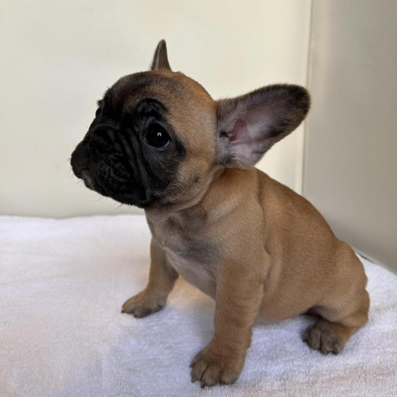 成約済の東京都のフレンチブルドッグ-420068の8枚目