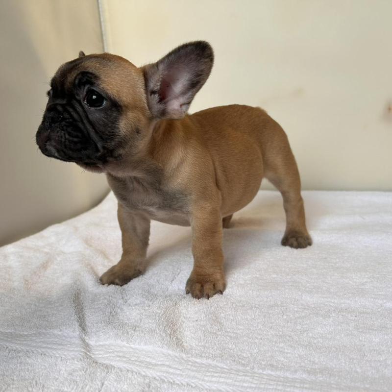 成約済の東京都のフレンチブルドッグ-420068の7枚目