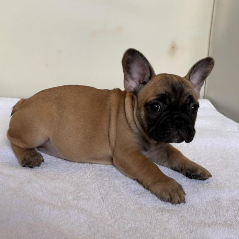 成約済の東京都のフレンチブルドッグ-420068の6枚目