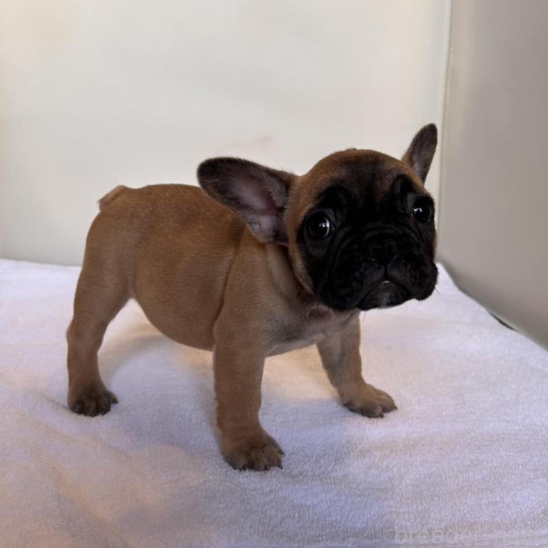 成約済の東京都のフレンチブルドッグ-420068の5枚目