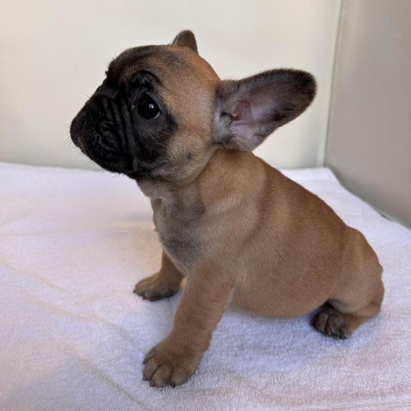 成約済の東京都のフレンチブルドッグ-420068の4枚目