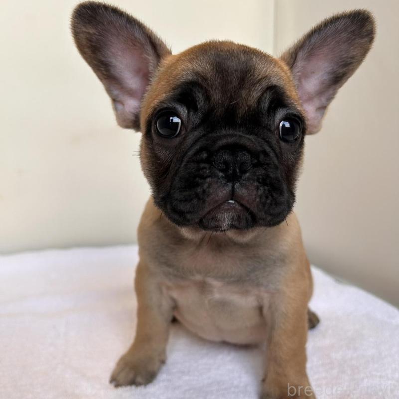 成約済の東京都のフレンチブルドッグ-420068の3枚目