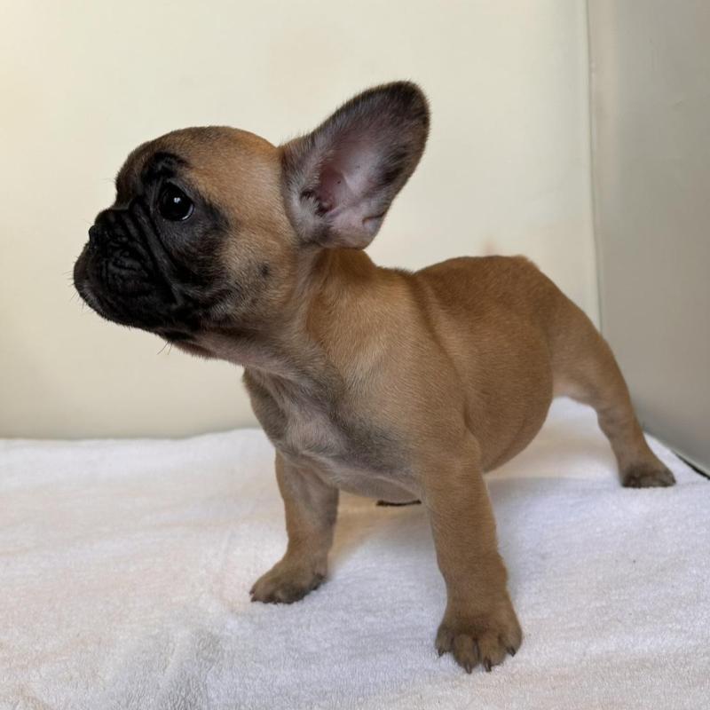 成約済の東京都のフレンチブルドッグ-420068の2枚目