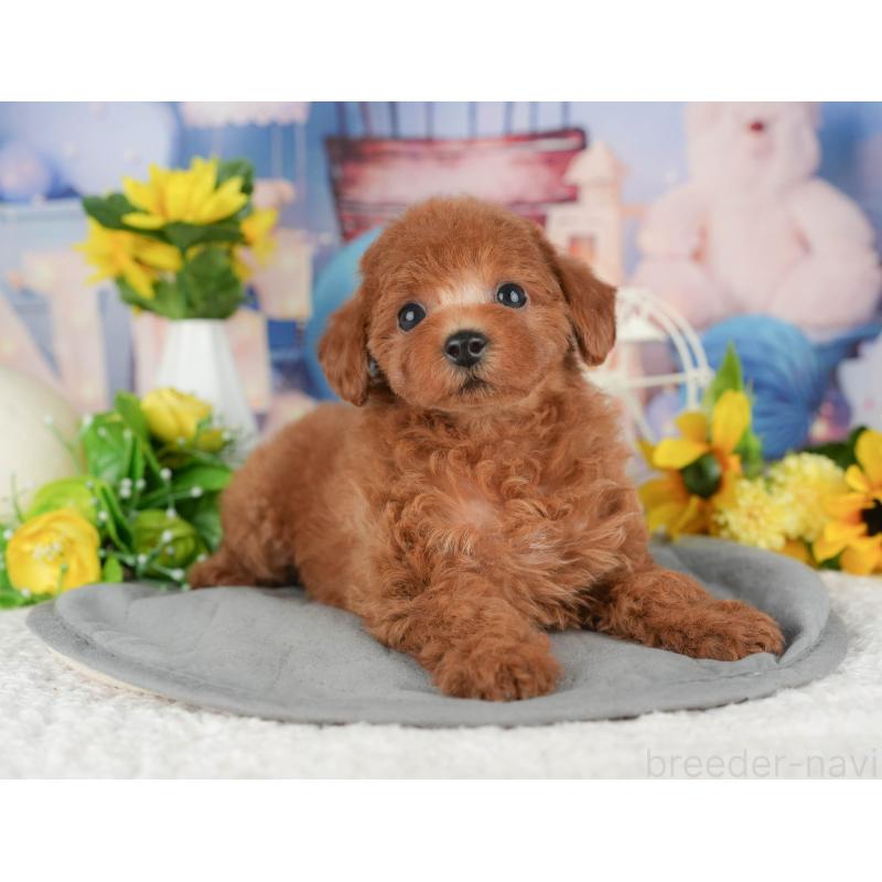 販売中の千葉県のトイプードル-426213の10枚目