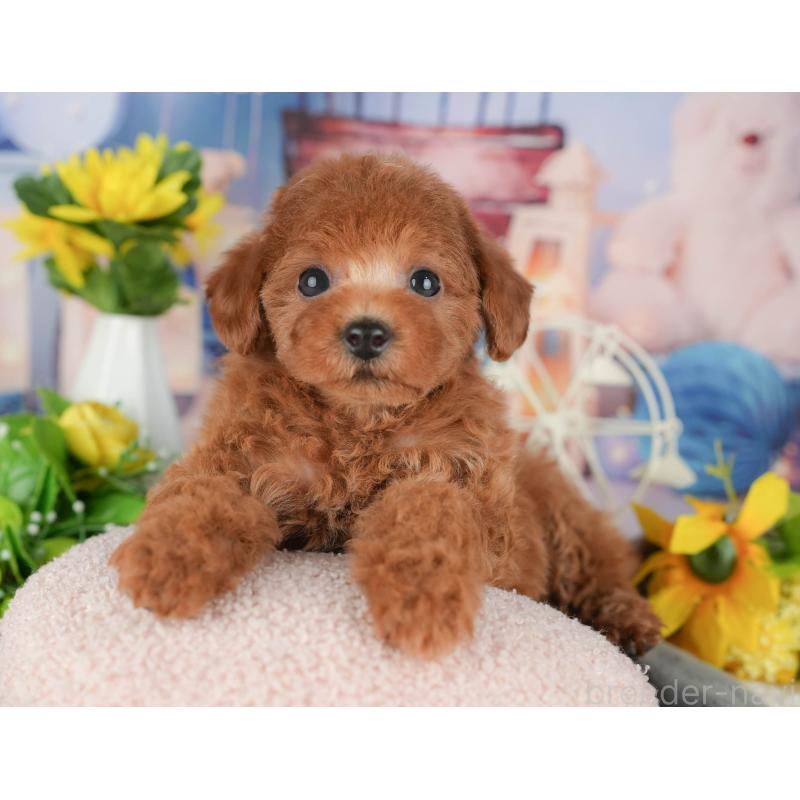 販売中の千葉県のトイプードル-426213の9枚目