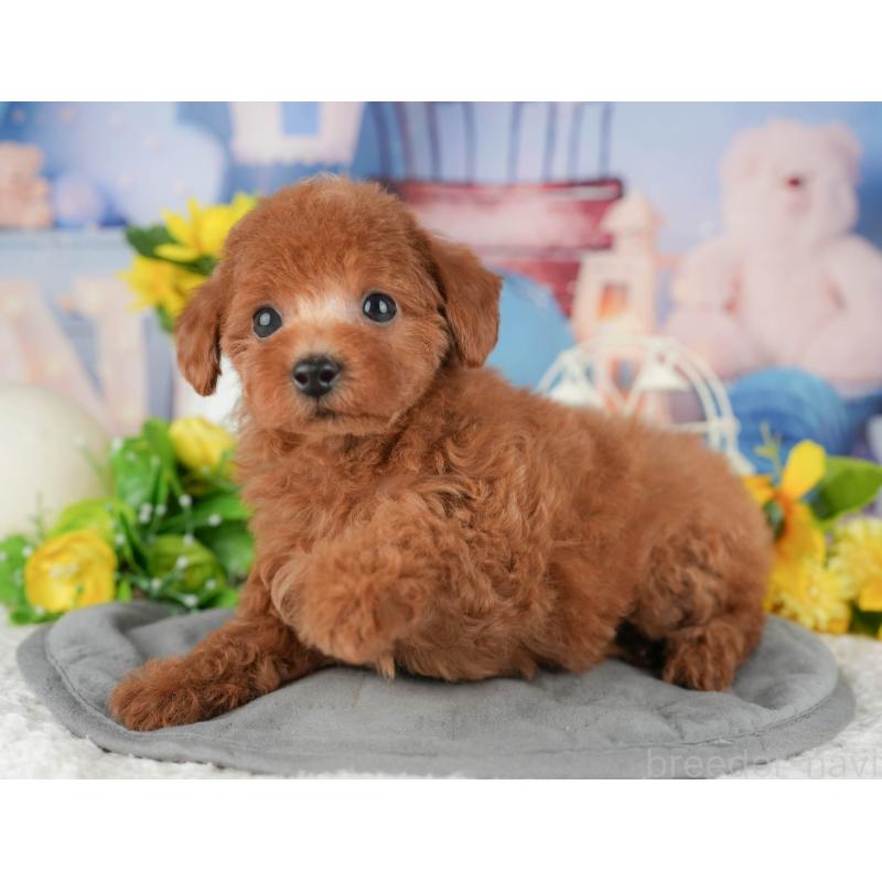 販売中の千葉県のトイプードル-426213の8枚目