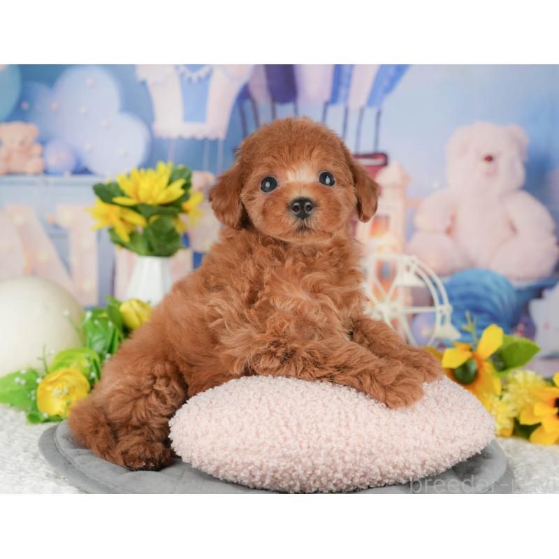 販売中の千葉県のトイプードル-426213の7枚目