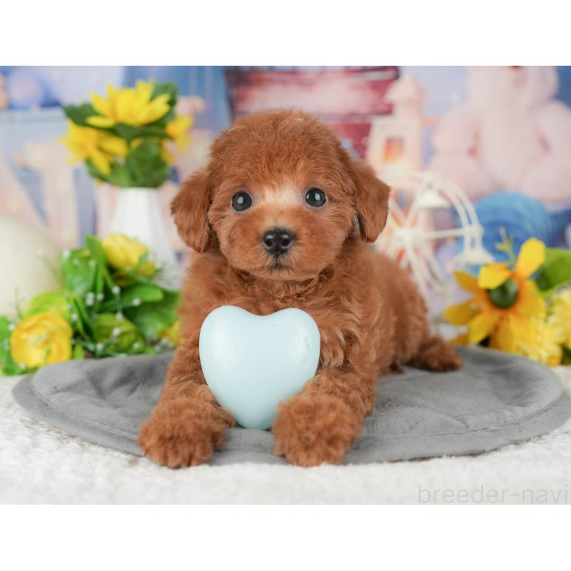 販売中の千葉県のトイプードル-426213の6枚目