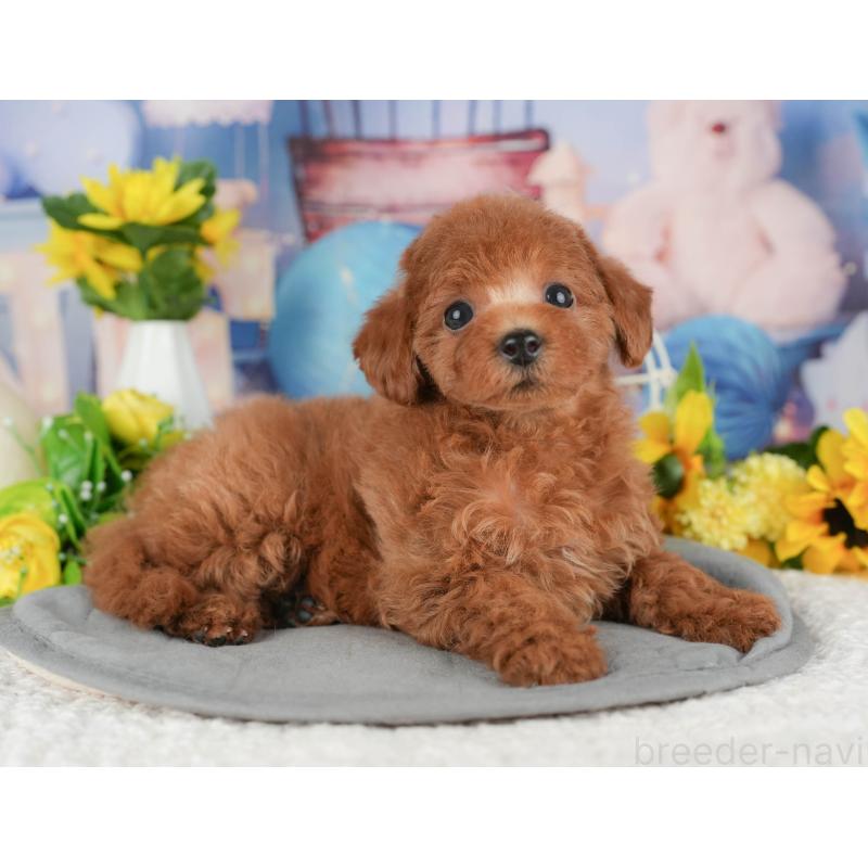 販売中の千葉県のトイプードル-426213の5枚目