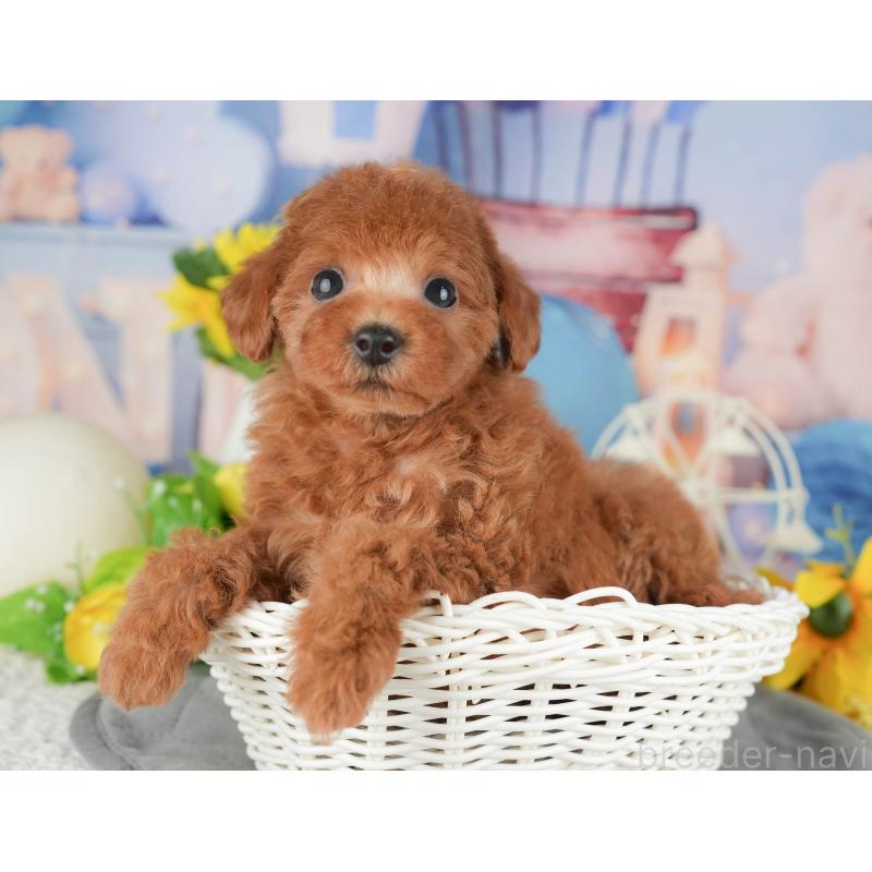 販売中の千葉県のトイプードル-426213の4枚目