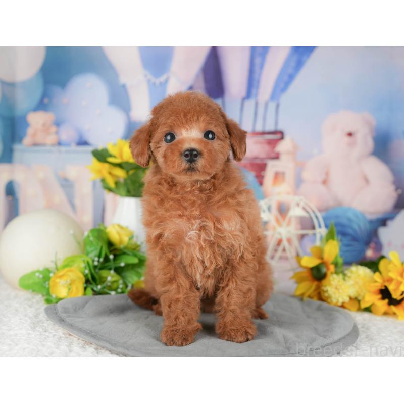 販売中の千葉県のトイプードル-426213の3枚目