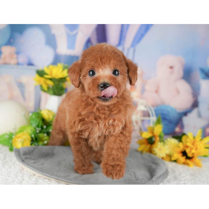 販売中の千葉県のトイプードル-426213の2枚目