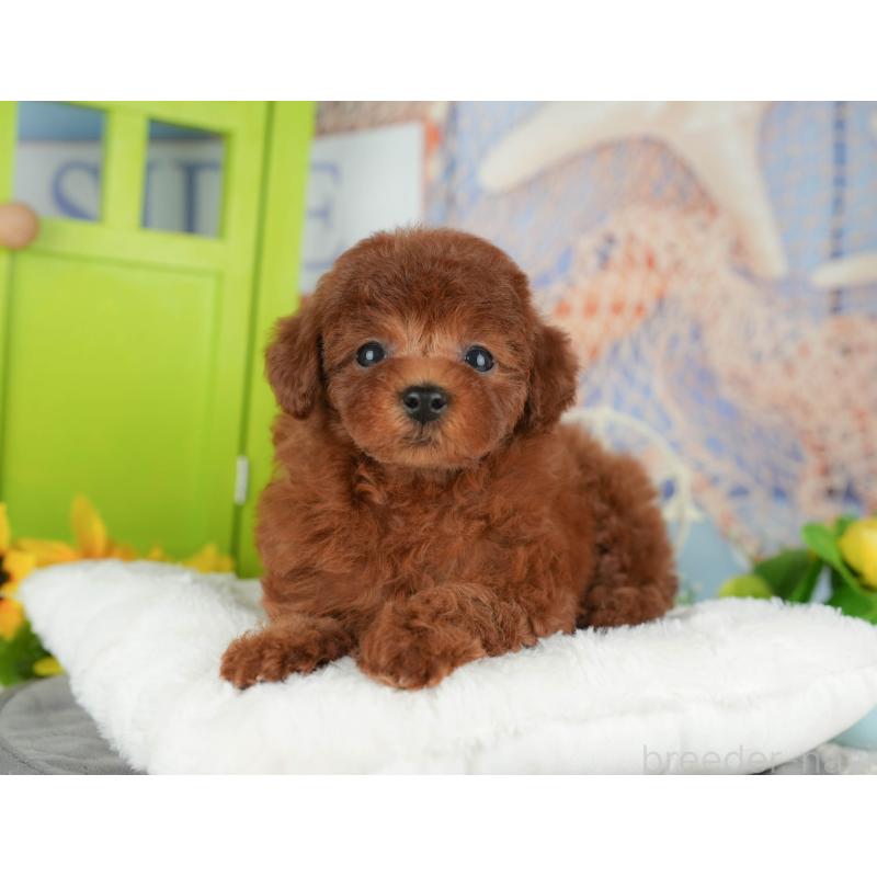 販売中の千葉県のトイプードル-426200の12枚目