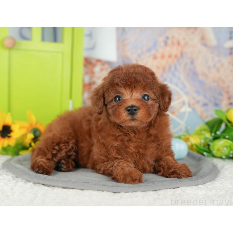 販売中の千葉県のトイプードル-426200の11枚目