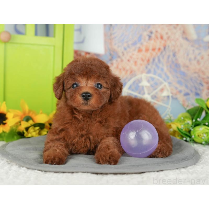 販売中の千葉県のトイプードル-426200の10枚目