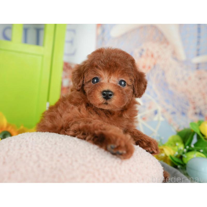 販売中の千葉県のトイプードル-426200の9枚目