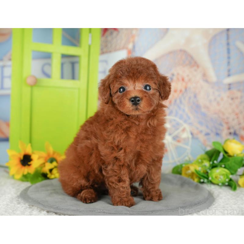 販売中の千葉県のトイプードル-426200の8枚目