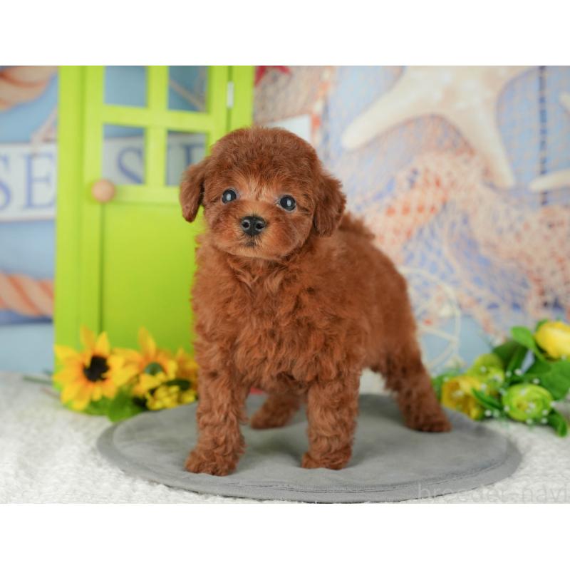 販売中の千葉県のトイプードル-426200の7枚目