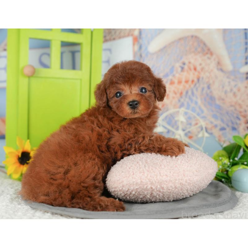 販売中の千葉県のトイプードル-426200の6枚目