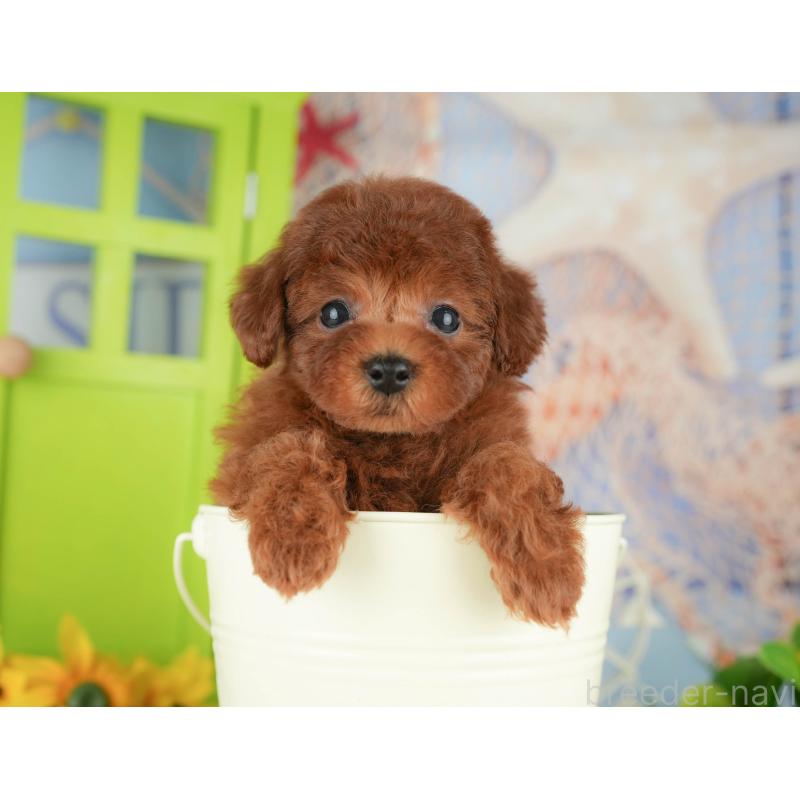 販売中の千葉県のトイプードル-426200の5枚目