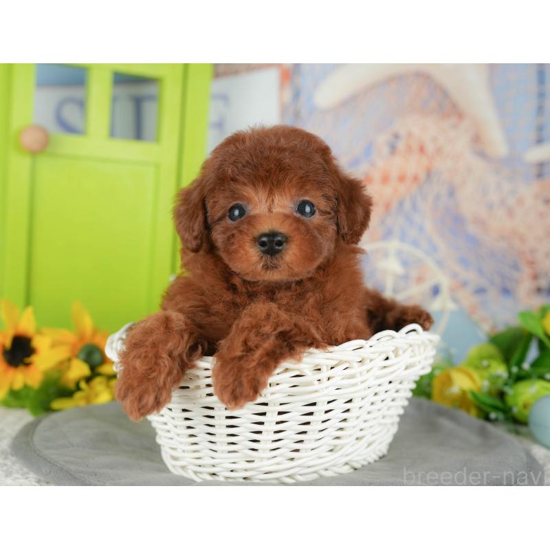 販売中の千葉県のトイプードル-426200の4枚目