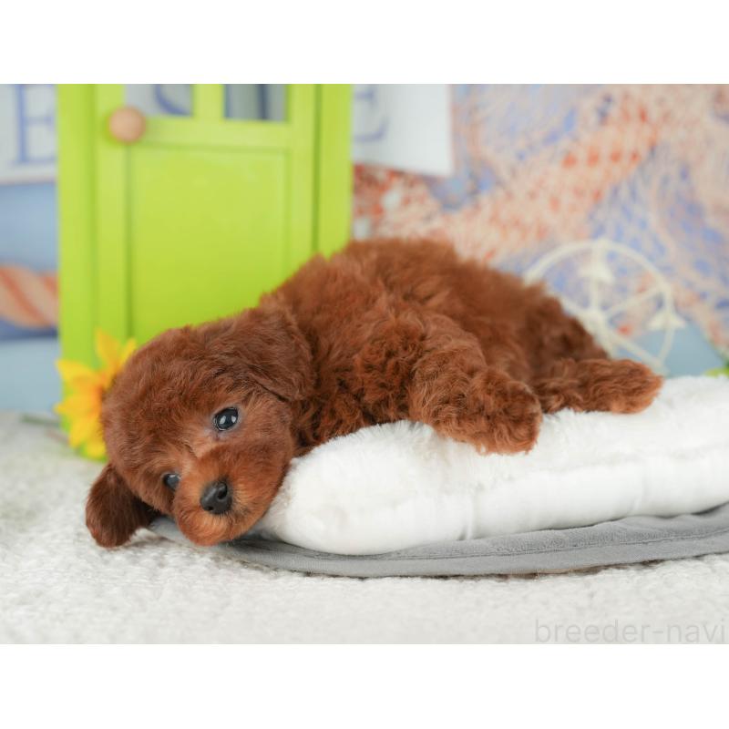 販売中の千葉県のトイプードル-426200の3枚目