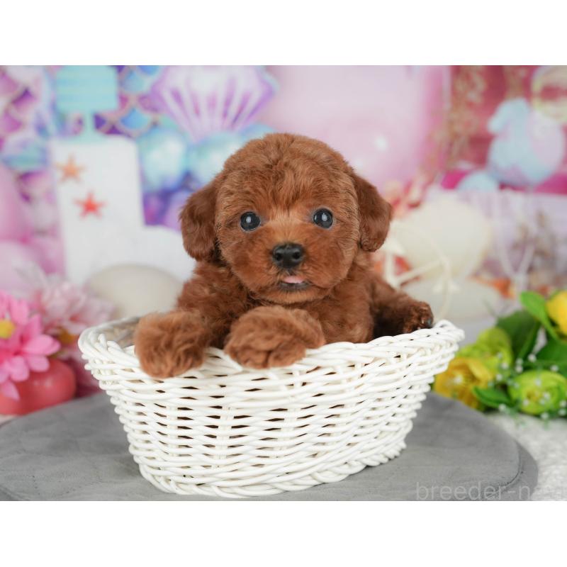 販売中の千葉県のトイプードル-426193の1枚目