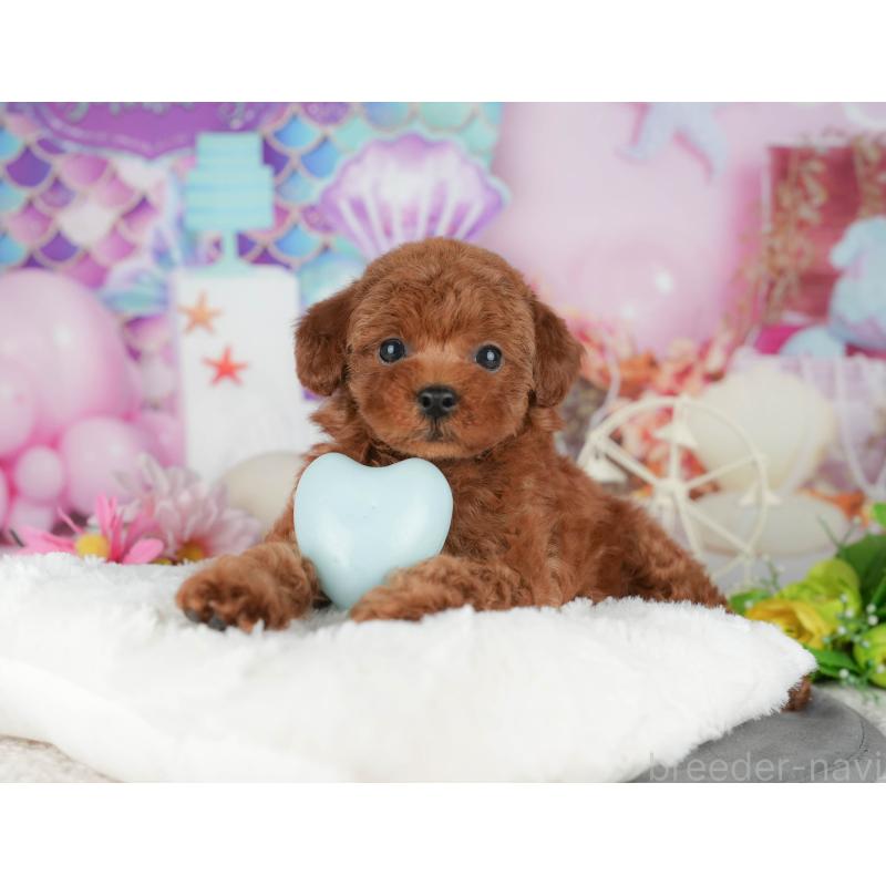 販売中の千葉県のトイプードル-426193の11枚目