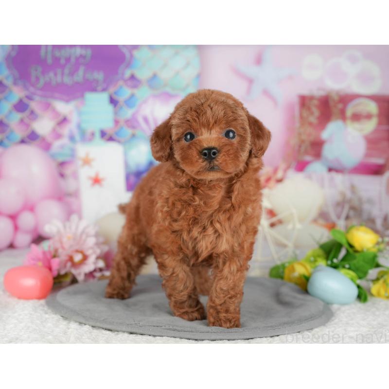 販売中の千葉県のトイプードル-426193の10枚目