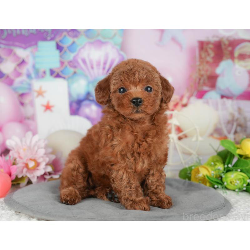 販売中の千葉県のトイプードル-426193の9枚目