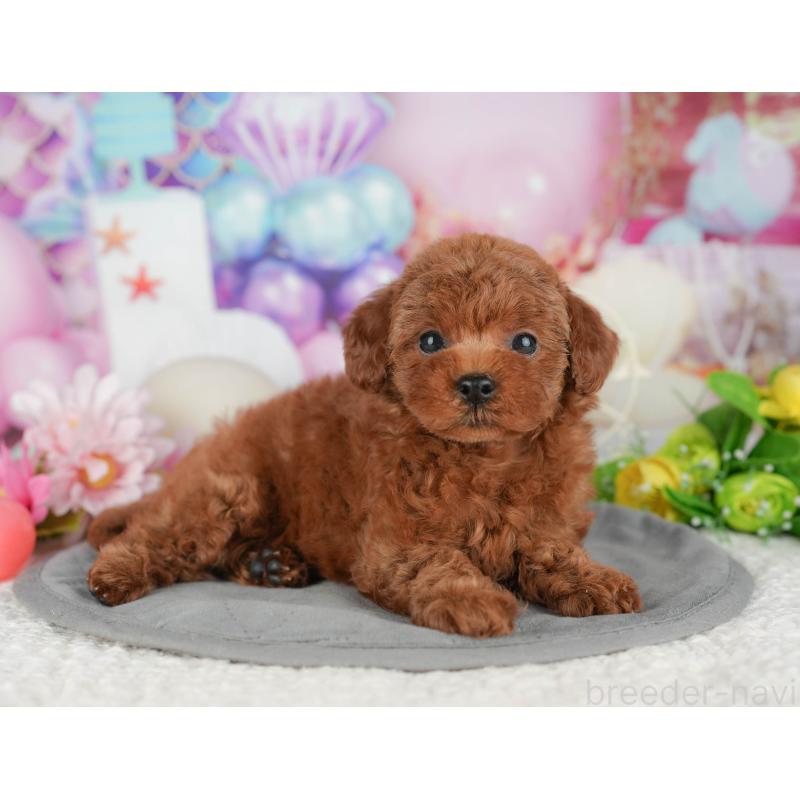 販売中の千葉県のトイプードル-426193の8枚目