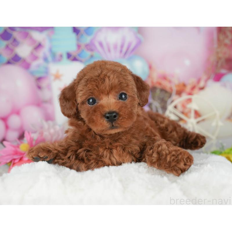 販売中の千葉県のトイプードル-426193の7枚目