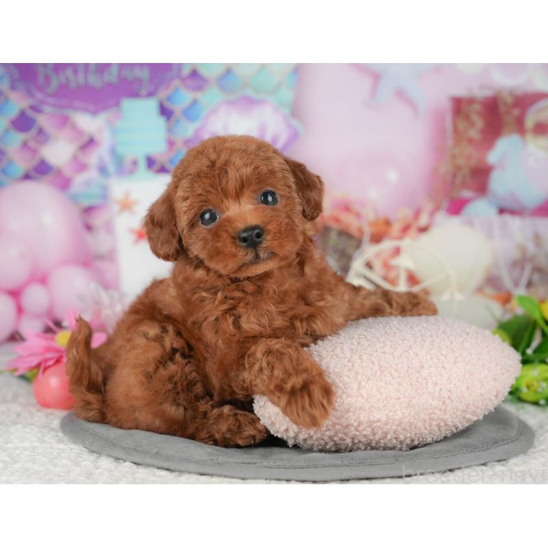 販売中の千葉県のトイプードル-426193の6枚目