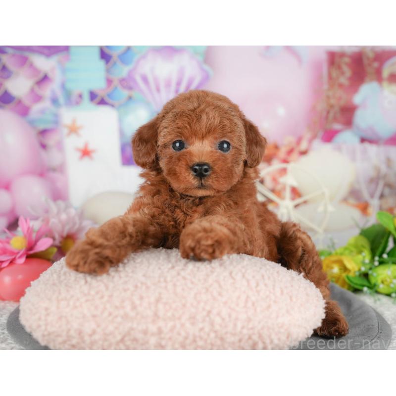 販売中の千葉県のトイプードル-426193の5枚目