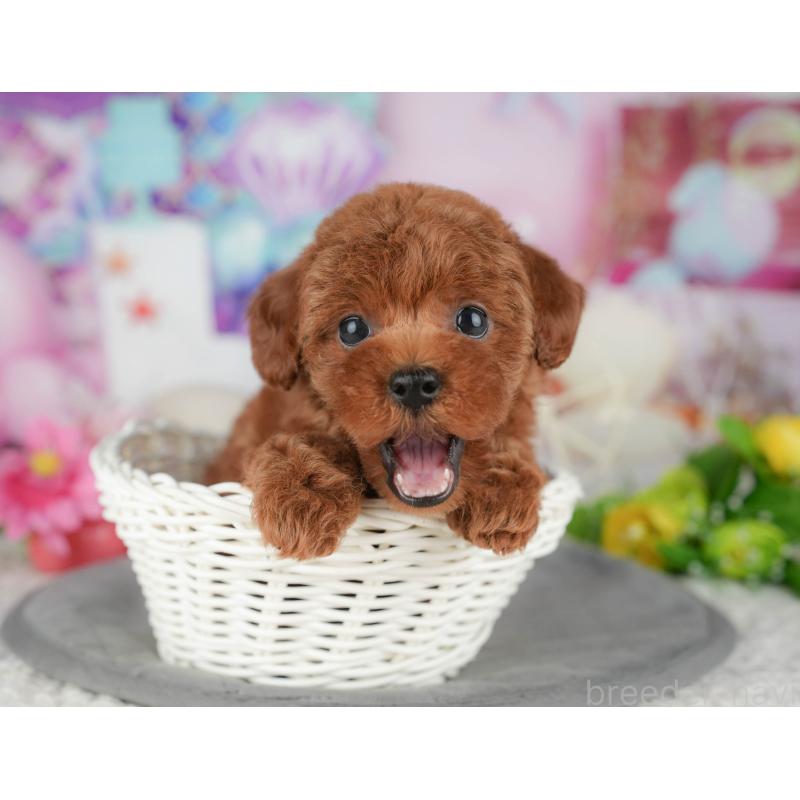 販売中の千葉県のトイプードル-426193の4枚目